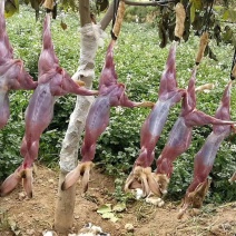 杂交野兔家兔，兔肉，