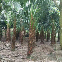 2米高蒲葵价格便宜漳州蒲葵种植基地大量现货直销批发