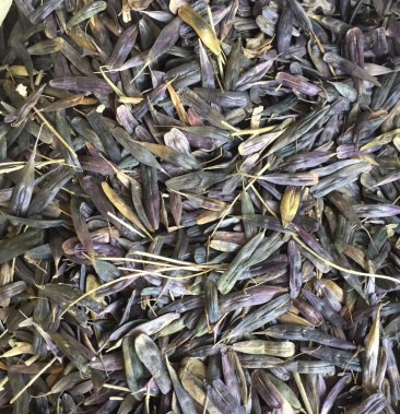 板蓝根种子干净无杂