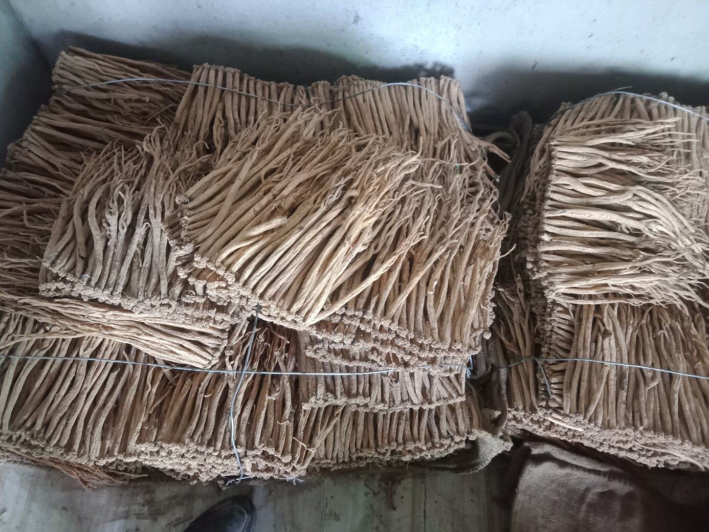 北沙参与明党参植物形态对比图
