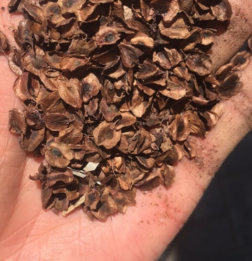 [大黄种子批发]大黄种子 干净无杂价格22.00元/斤 - 一亩田