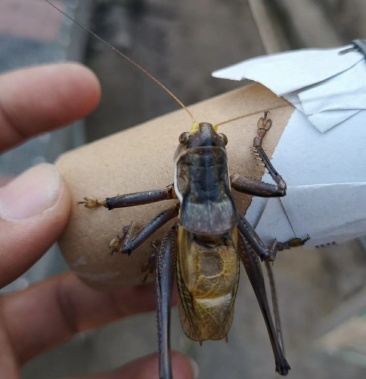 [蝈蝈批发]重要事情说三遍,常年,常年常年,三百六十五天,无休,价格10.