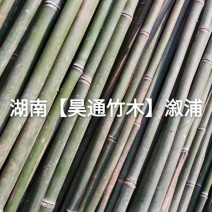 湘西雪峰山菜架竹、竹竿、竹架条、白竹、水竹