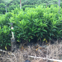 非洲茉莉(非洲茉莉)长期供应各种绿化苗木