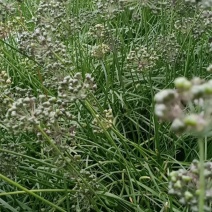 高产宽叶两年培育成的韭菜苗，每亩每茬5000斤，