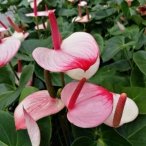 红唇水蜜桃红掌白掌室内客厅盆栽四季水培植物吸甲醛净空气