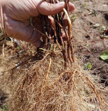 高产耐寒大粒北五味子苗