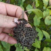 北美冬青基地北美冬青苗怎么卖北美冬青树苗的种植技术