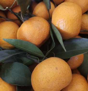 江西新余蜜桔大量精品果