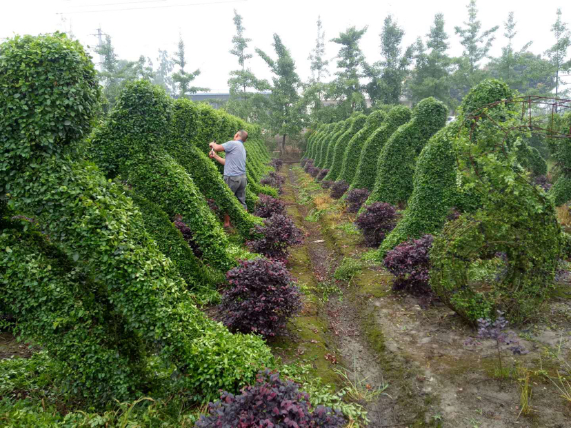 展示园艺师对大叶女贞进行定期修剪的过程,强调维护高度和形态的重要性 大叶女贞修剪示意图
