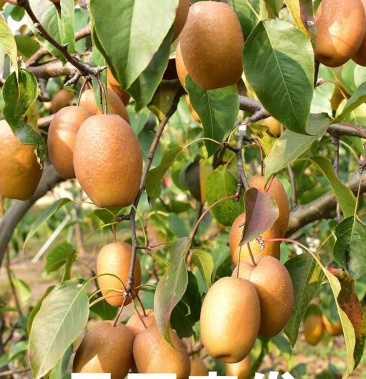 豫西金珠果沙梨王新鲜脆甜酥梨沙梨自家果园产地直销