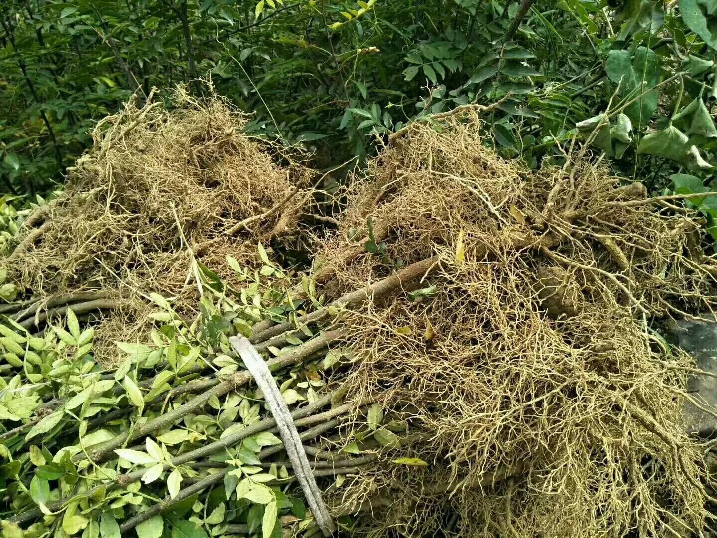 黄褐色壤土地块中,农户手持窄刃铁锹小心挖掘花椒母株旁萌生的根蘖苗;地面摆放两排分级苗:左侧为符合标准苗(苗高35cm、基径0.5cm、根系完整),右侧为淘汰苗(弯曲、断根、带病斑);背景可见母株主干基部涂抹灰白色波尔多液防护层 花椒根蘖苗挖掘与分级处理现场图