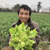 儿菜专业种植量大从优