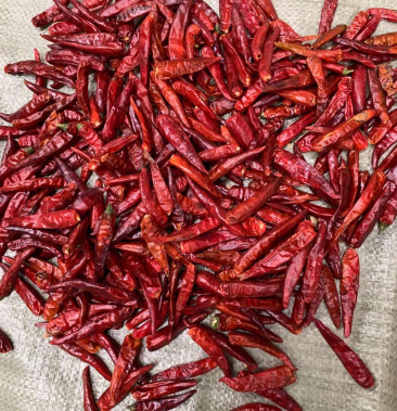 辣椒高辣烘干天宇816 819前期辣椒精品辣椒个头匀
