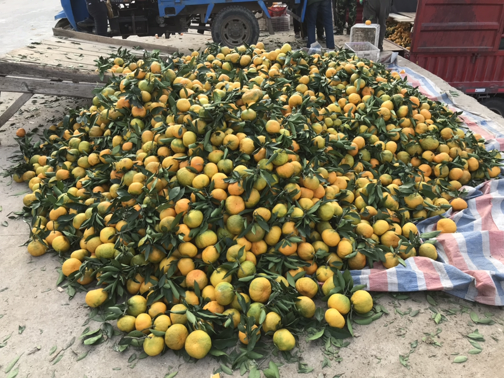 柑桔采摘与分选包装现场