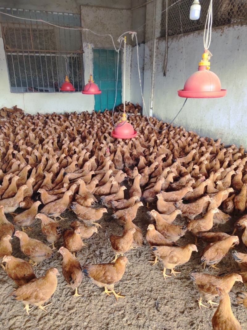 各种鸡苗批发,中鸡批发,一手货源