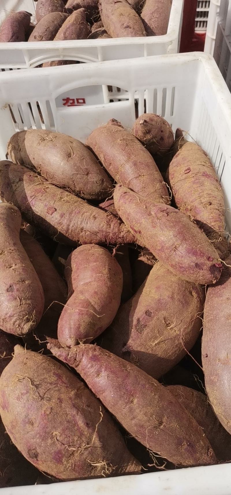 山东临沂蒙阴县红薯 0