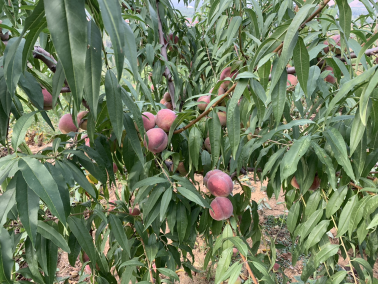 冬桃果园丰收景象，果农正在采摘成熟果实