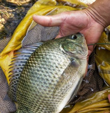 农村自家养殖优质罗非鱼淡水鱼1斤半左右一只