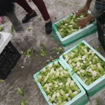 精品小二菜基地出货