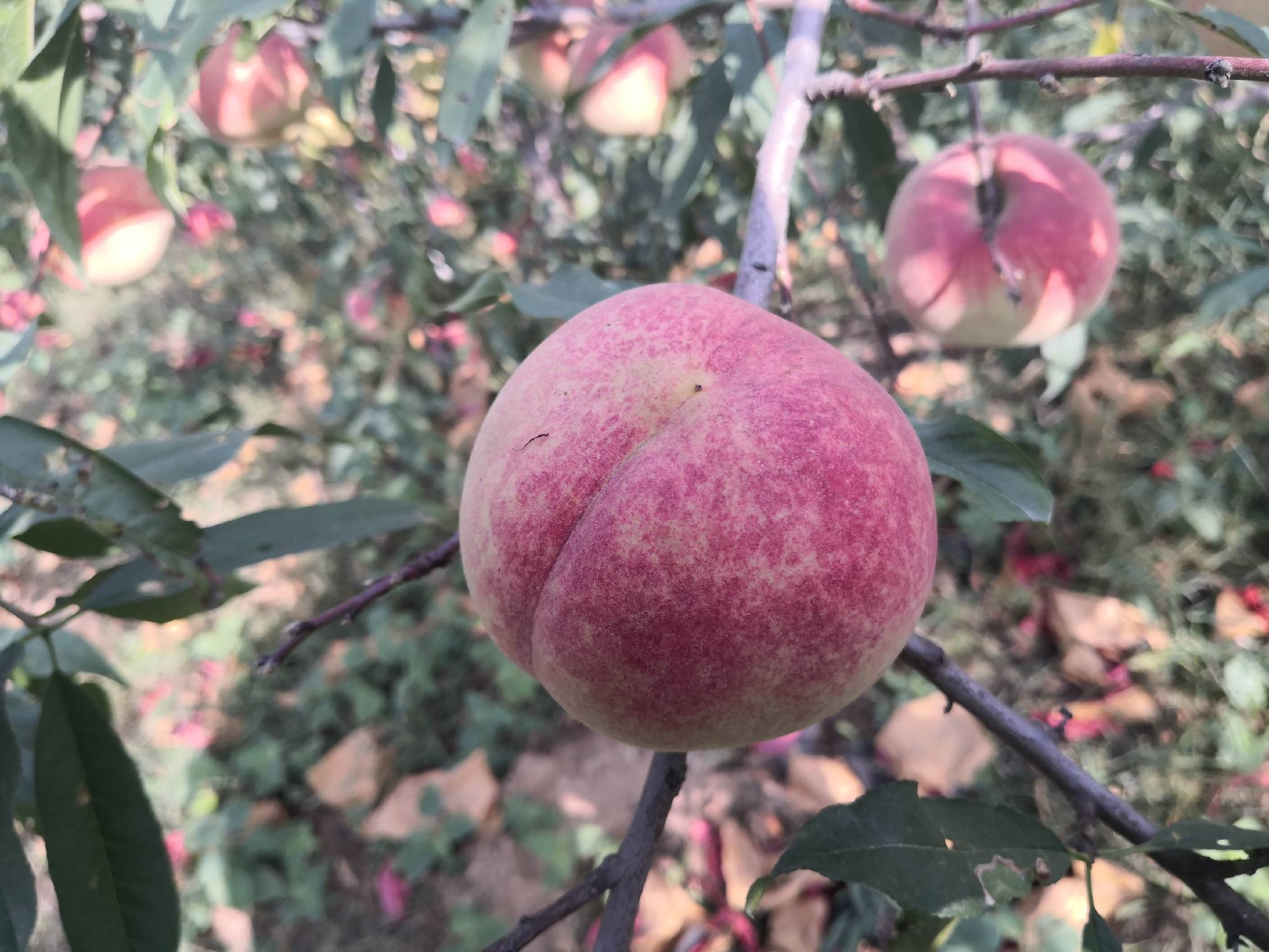 冬桃幼树开花结果实景图