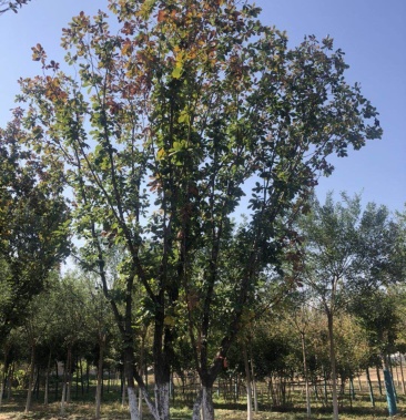 苗圃直供 丛生蒙古栎4-13米 规格全 价格低 保质保量