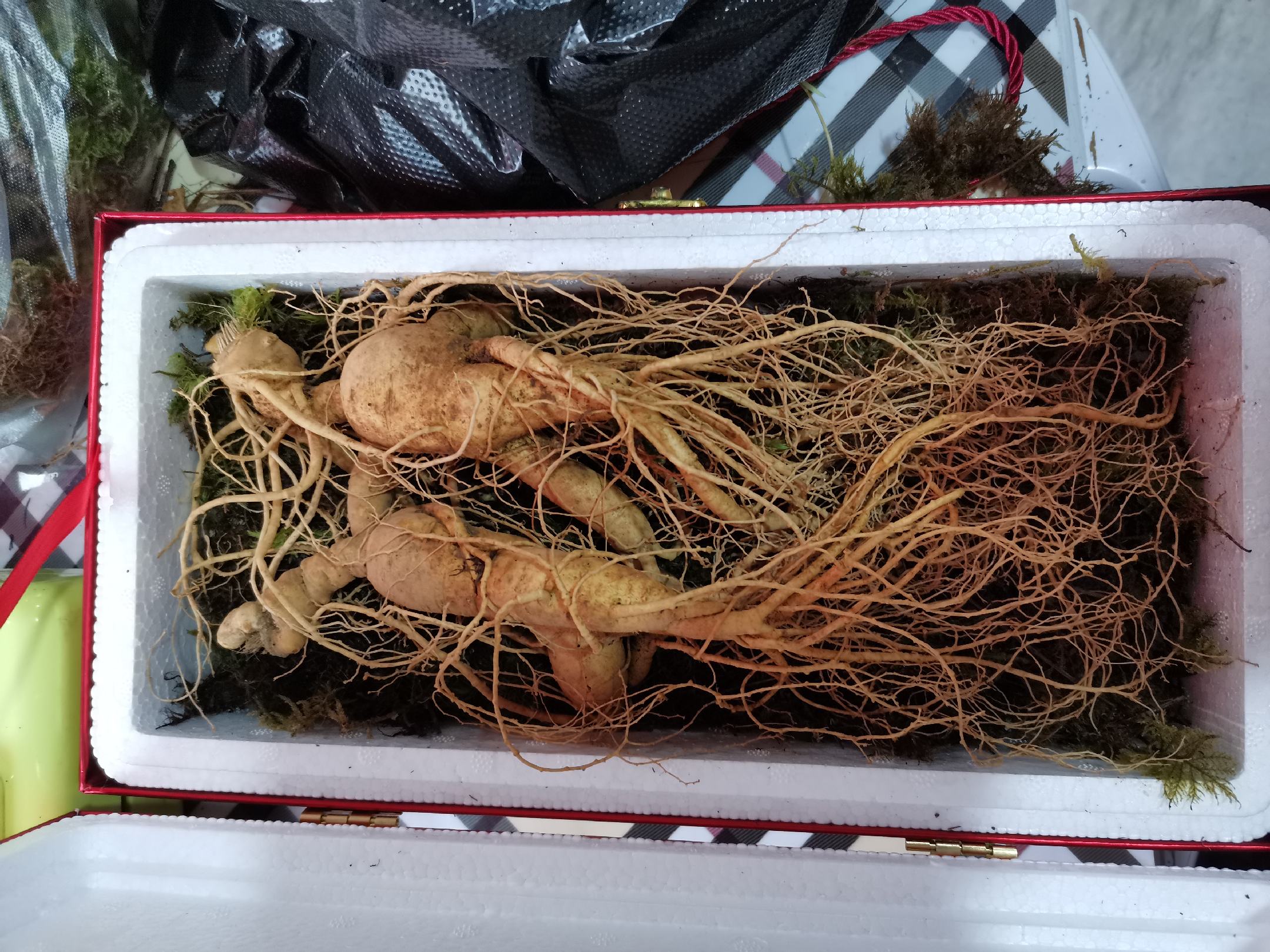 新鲜地参在高端超市中作为礼品装陈列,吸引消费者关注 新鲜地参在高端市场销售场景