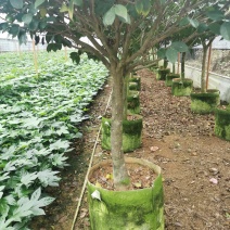 茶花树盆栽苗大规格福建基地直销花农一手货源长期种植供应