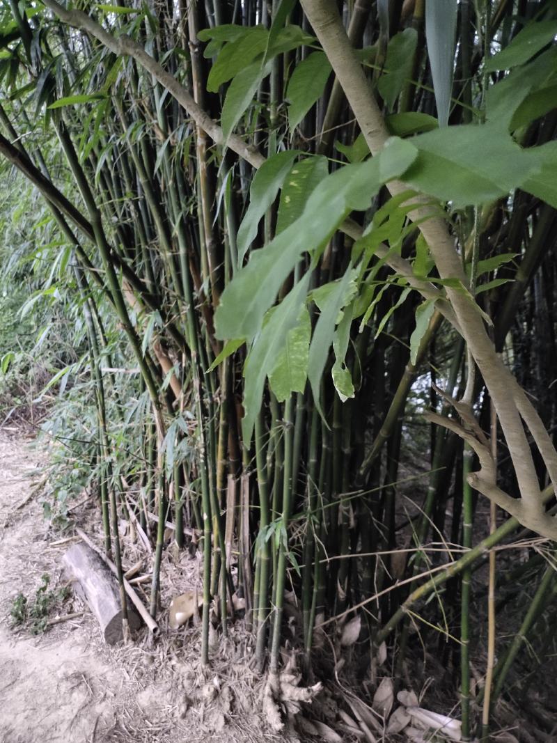 [竹子批发]广东珠海斗门区竹子 3.