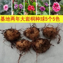 重瓣大岩桐花苗富贵芙蓉花卉室内观赏盆栽带花苞四季开花带花