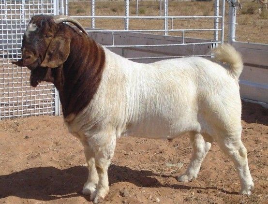 波尔山羊成年公羊正面特征展示