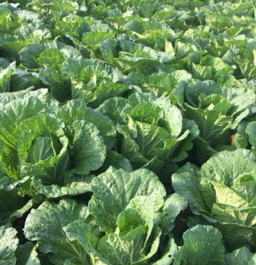 黄芯白菜大头白菜大量供应