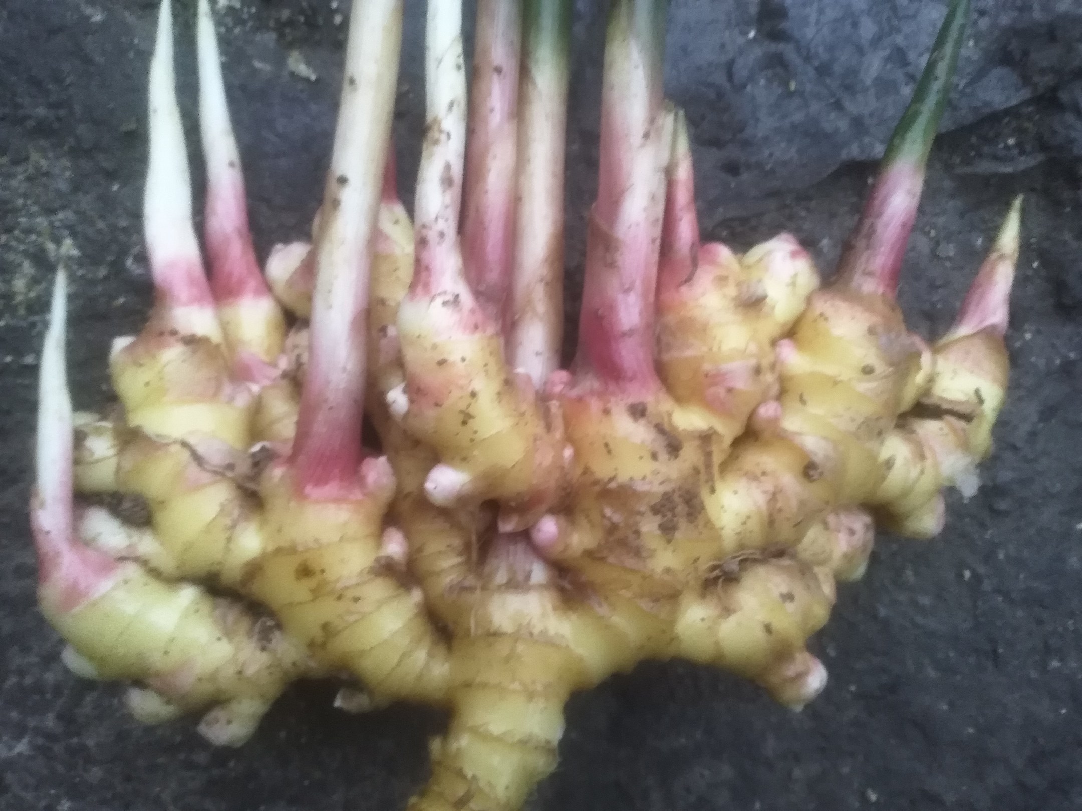 新鲜生姜根茎横切面,表面湿润有光泽,呈淡黄色至金黄色,可见明显的纤维纹理和汁液渗出,背景为木质砧板,周围散落少量姜末,光线柔和自然 生姜切片特写