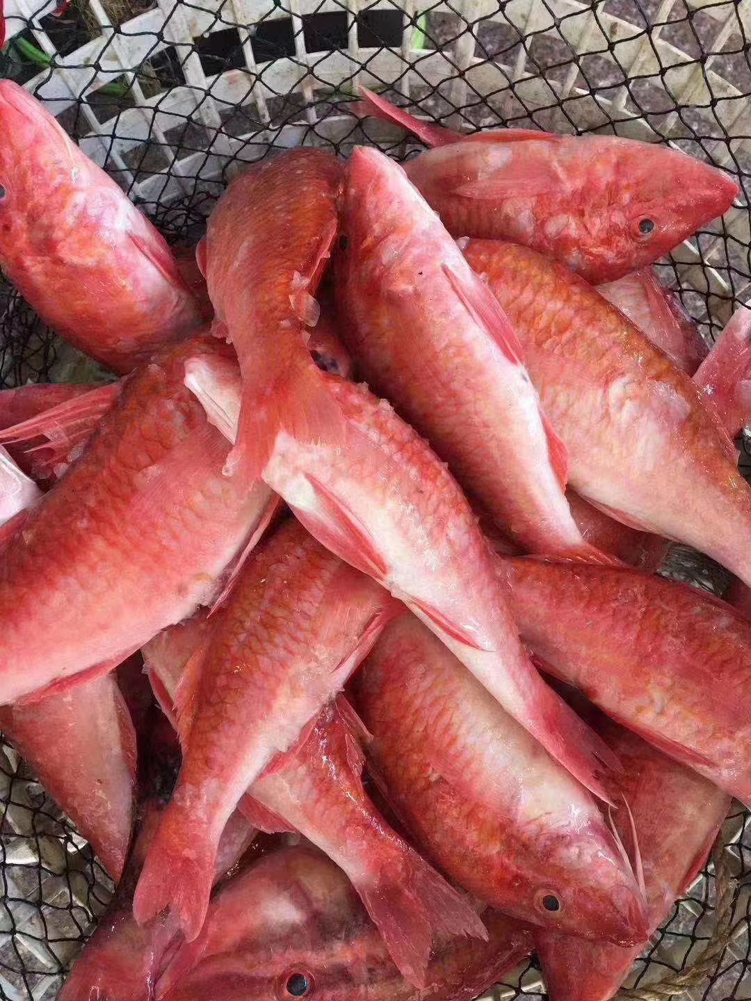 [红鳍笛鲷批发]深海大红鱼(红娘鱼)一斤2-3只价格300.