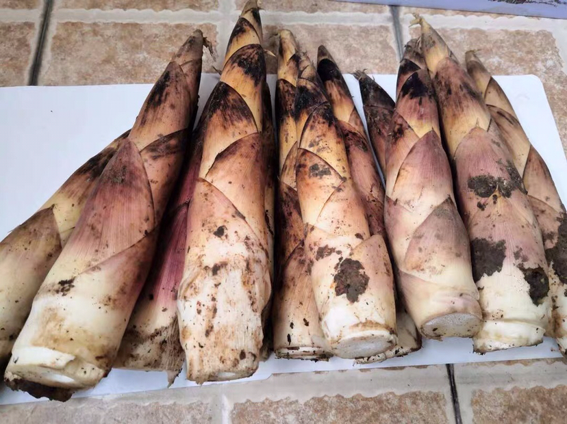 一座现代化的竹笋加工厂外景,门口设有游客接待中心,参观者正在观看竹笋清洗、蒸煮、真空包装的自动化生产线;背景可见连绵的竹笋林,墙上标有‘国家地理标志产品·临安雷笋’字样,体现产业融合发展的新模式 现代化竹笋加工与游客参观场景