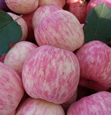 甘肃天水秦安红富士系列现有大量货源片红条红冷库货开