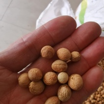 批发榆叶梅种子