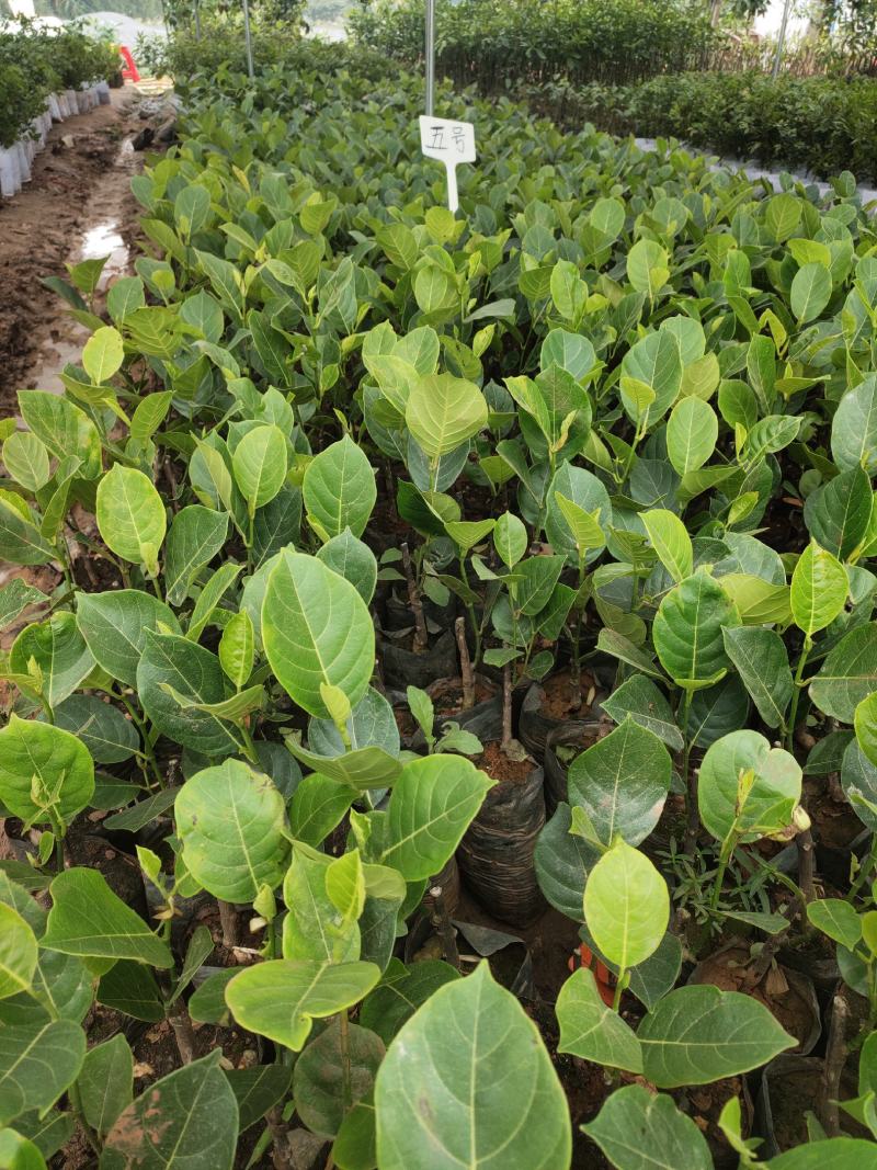 木菠萝树苗泰国8号12号红肉马来1号黄肉嫁接菠萝蜜树榴