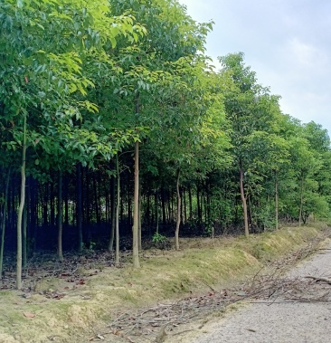 移植香樟树切杆5年香樟树5一35公分可供4万棵