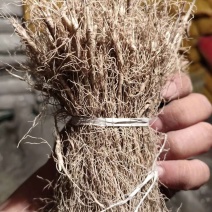 白鲜皮种苗基地现挖现发一年苗