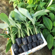 香蕉苗、粉蕉苗、西贡粉蕉苗，金粉一号蕉苗，厂家直销价
