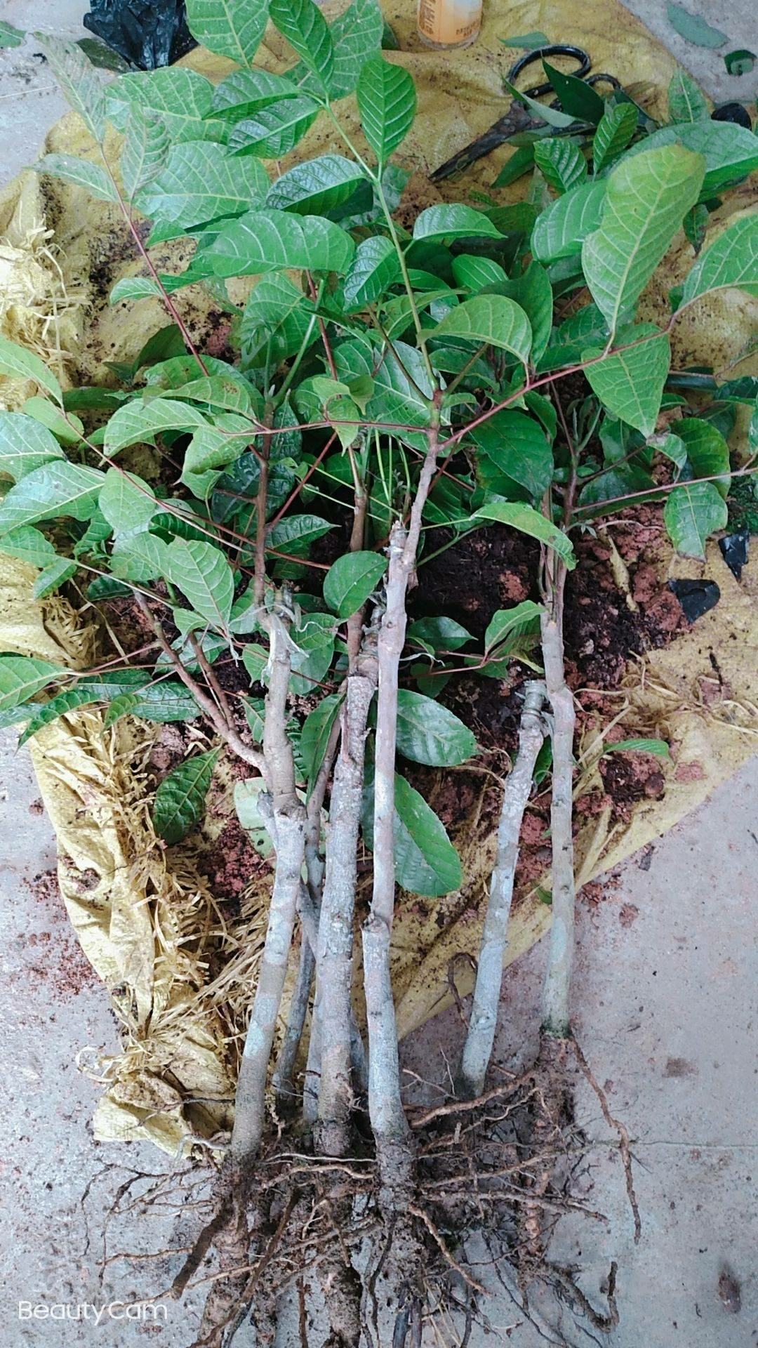 [橄榄苗批发]黑橄榄青橄榄苗 果子营养丰富 药用食用都可以价格19.