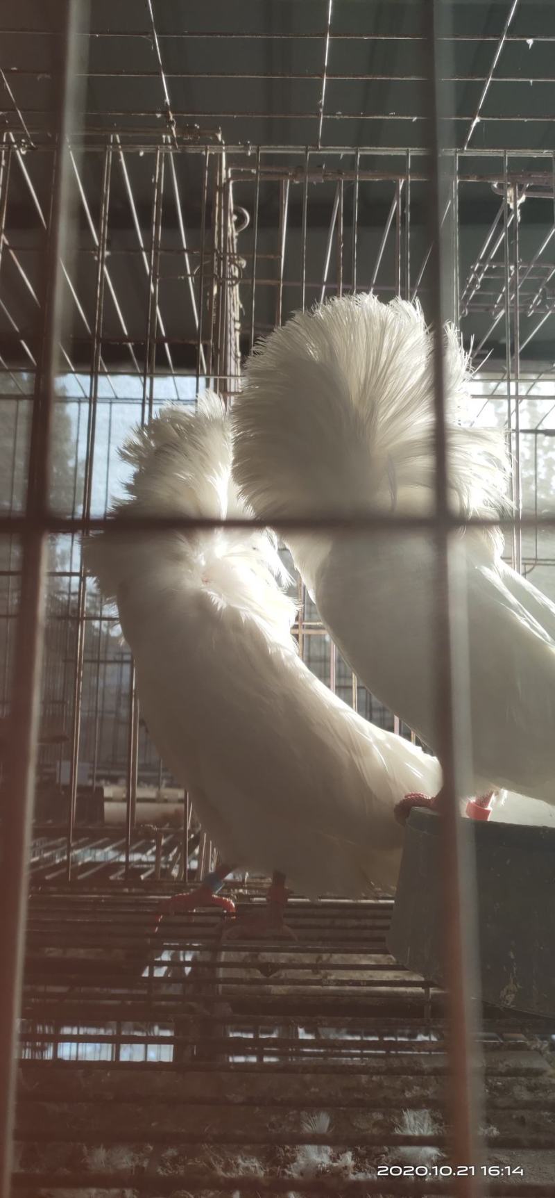 鸽子观赏鸽大体白毛领