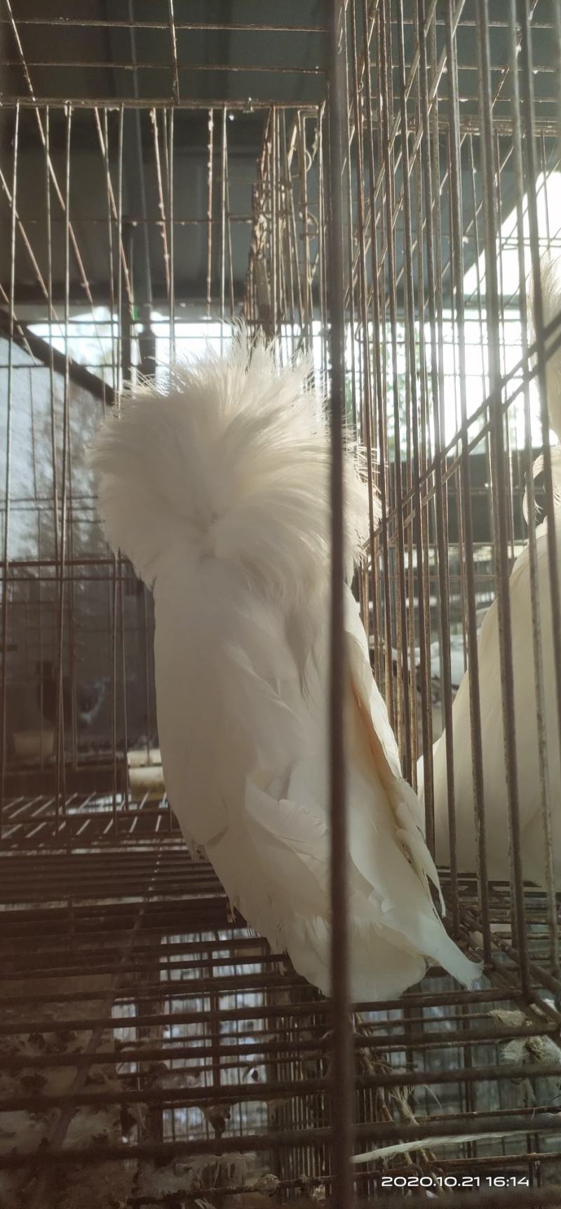 鸽子观赏鸽大体白毛领