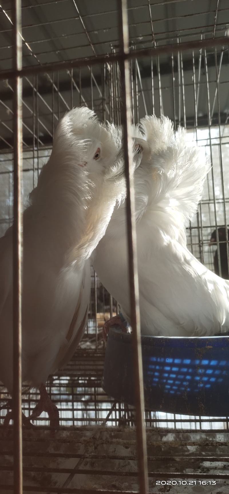 鸽子观赏鸽大体白毛领