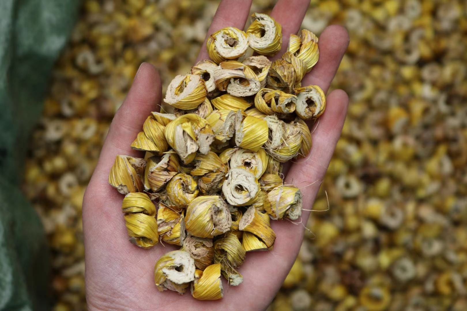 中药材展示：浙贝母与乌贼骨