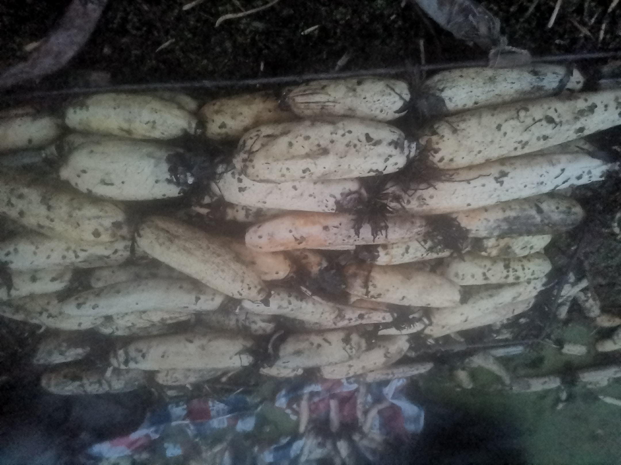 展示糯米藕、藕盒、藕粉等多种白莲藕吃法的拼图 白莲藕多种吃法展示图