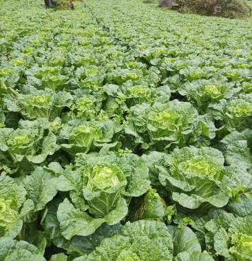 四川甘孜海螺沟优质大白菜代收,代发