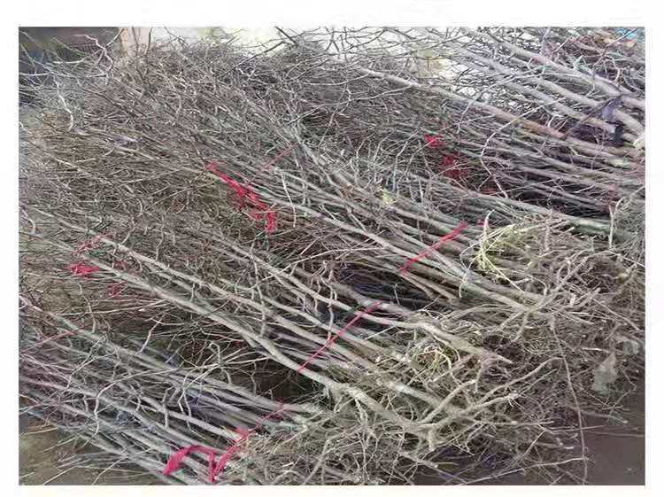 枣树花期人工授粉操作现场 枣树人工授粉操作