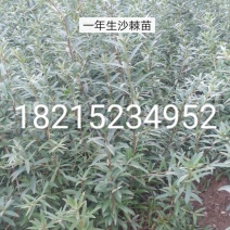 一年生，两年生沙棘苗大量出售